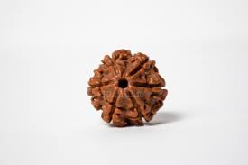 6 MUKHI RUDRAKSHA