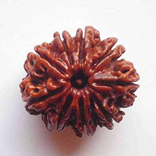 9 MUKHI RUDRAKSHA