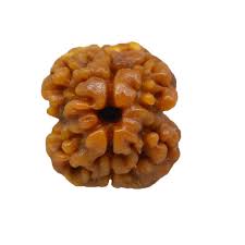 2 MUKHI RUDRAKSHA