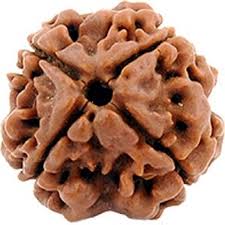 4 MUKHI RUDRAKSHA