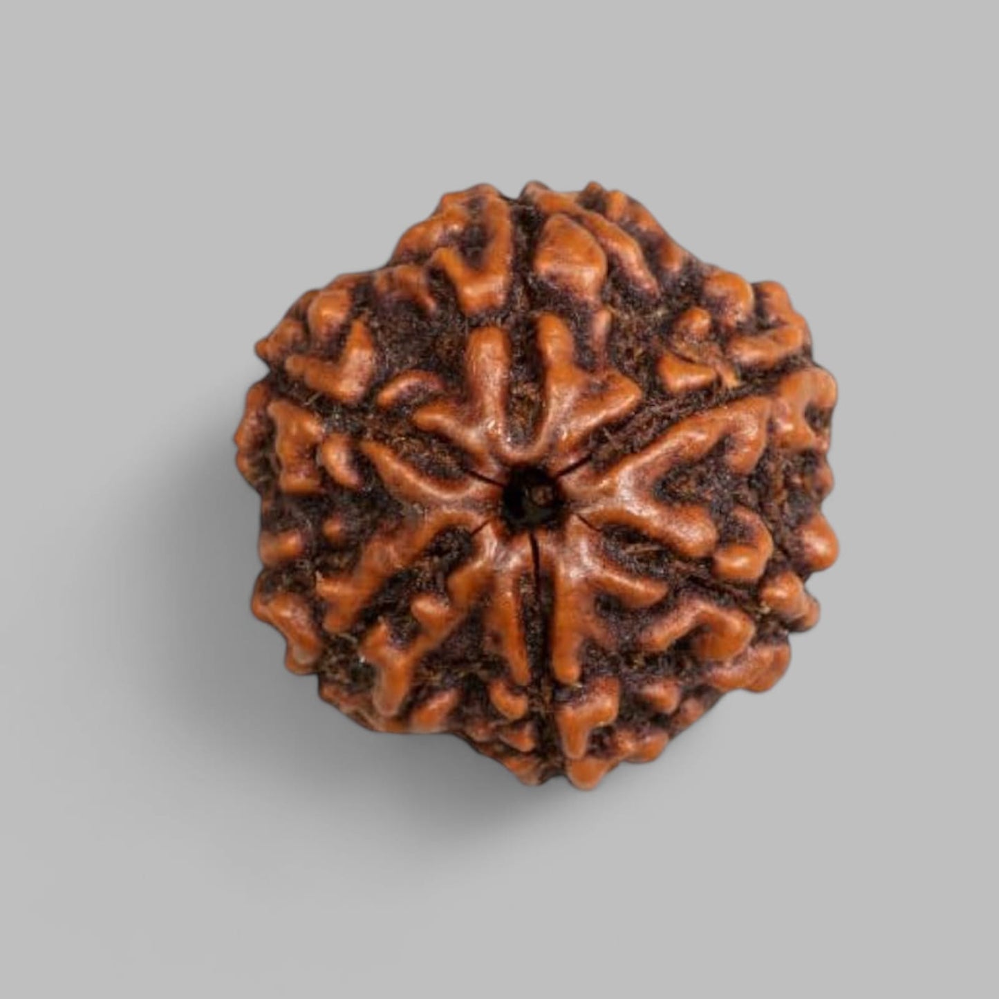 6 MUKHI RUDRAKSHA