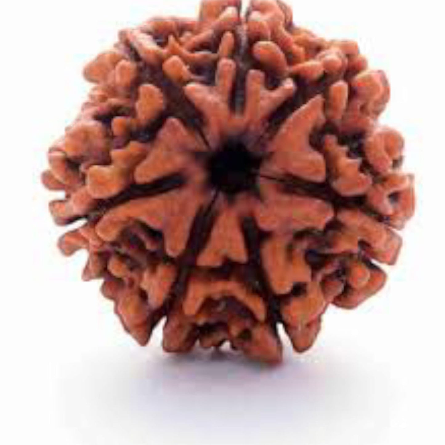 6 MUKHI RUDRAKSHA