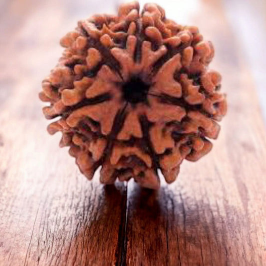 7 MUKHI RUDRAKSHA